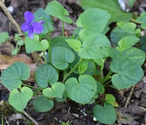 image for Sweet x Common Dog-violet?