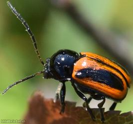 Black-and-red Pot Beetle