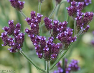 image for Purpletop Vervain