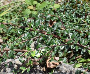 image for Bearberry Cotoneaster