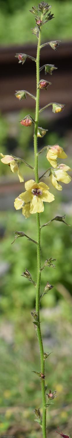 image for Moth Mullein