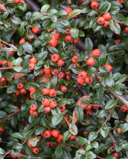 image for Swedish Cotoneaster