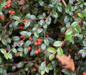 Swedish Cotoneaster