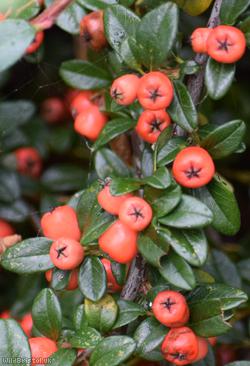 Swedish Cotoneaster