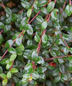 Swedish Cotoneaster