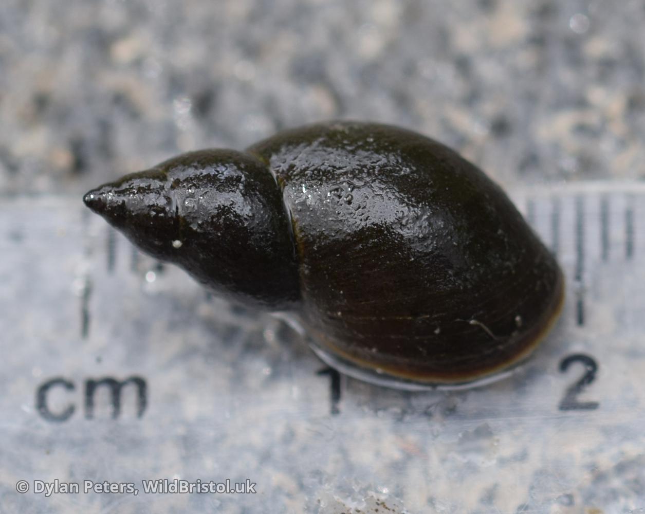 Great Pond Snail Lymnaea Stagnalis Species Wildbristol Uk