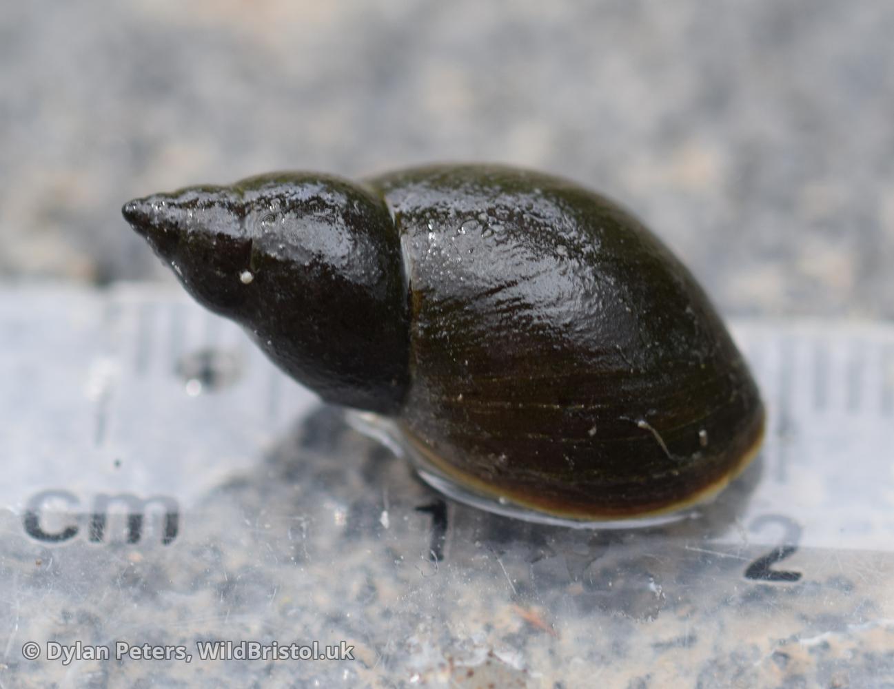 Great Pond Snail (Lymnaea stagnalis) Species WildBristol.uk