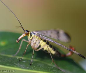 German Scorpionfly