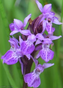 image for Southern Marsh-orchid