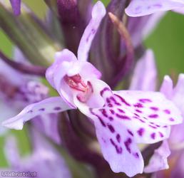 Common Spotted x Southern Marsh Orchid