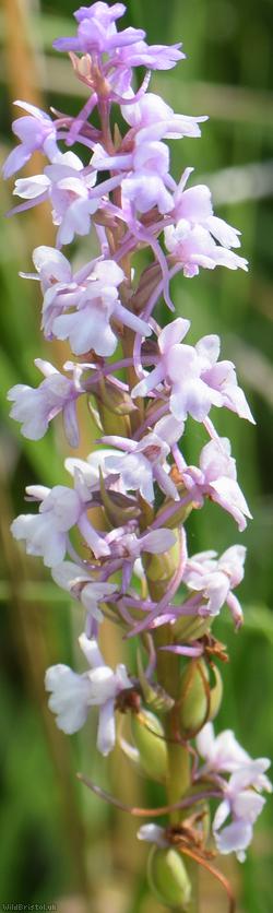 image for Chalk Fragrant-orchid