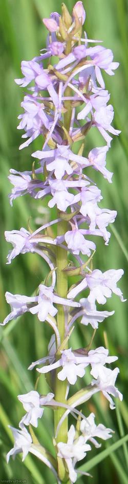 Chalk Fragrant-orchid