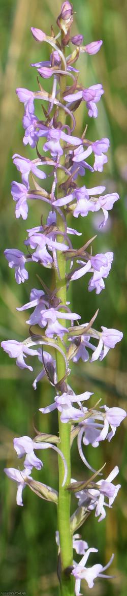 Chalk Fragrant-orchid