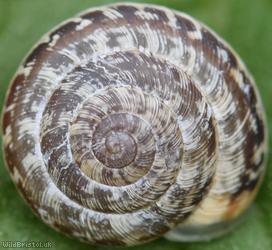 Wrinkled Snail
