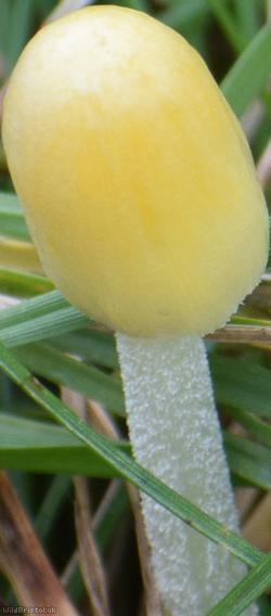 Yellow Fieldcap