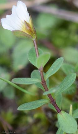 Fairy Flax