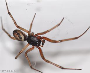 image for Noble False Widow Spider