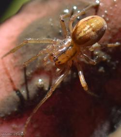 Clerck's Long-jawed Spider