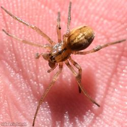 Clerck's Long-jawed Spider
