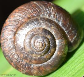 Strawberry Snail