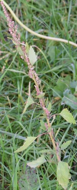 image for Pitseed Goosefoot