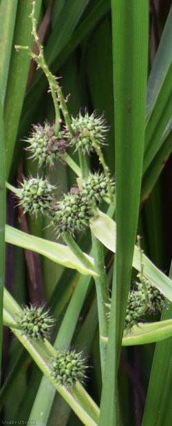 image for Branched Bur-reed
