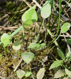 image for Adder's-tongue Spearwort