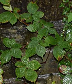 Rubus rubritinctus x R. tuberculatus