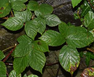 Rubus rubritinctus x R. tuberculatus