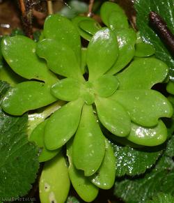 image for Lesser Mexican-stonecrop