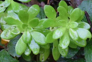 Lesser Mexican-stonecrop