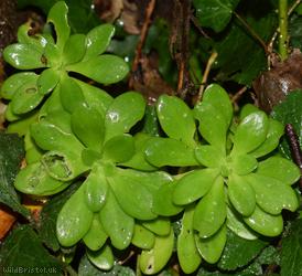 Lesser Mexican-stonecrop