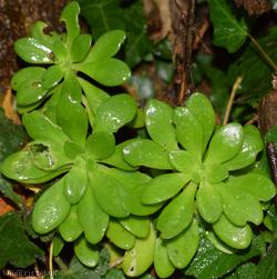 Lesser Mexican-stonecrop