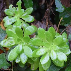 Lesser Mexican-stonecrop