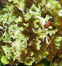 image for Humble Pixie-Cup Lichen
