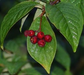 image for Bullate Cotoneaster
