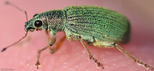 image for Green Nettle Weevil