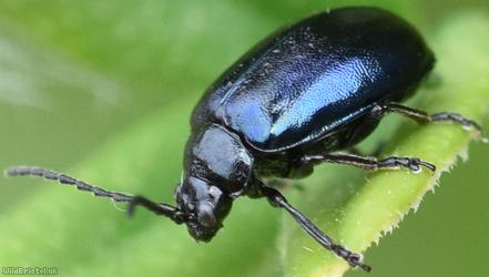 Alder Leaf Beetle