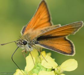 image for Small Skipper