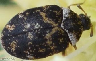 Mill Carpet Beetle