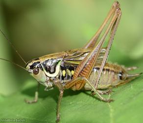 image for Roesel's Bush-cricket