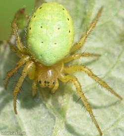 Cucumber Green Orb Spider