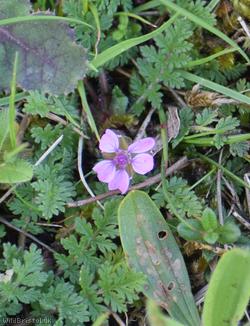 Common Stork's-bill