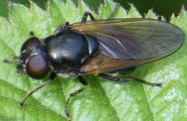 Buttercup Blacklet