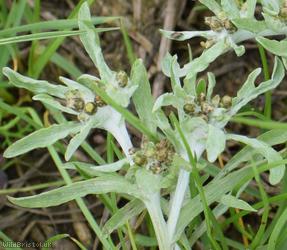 Marsh Cudweed