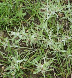 Marsh Cudweed