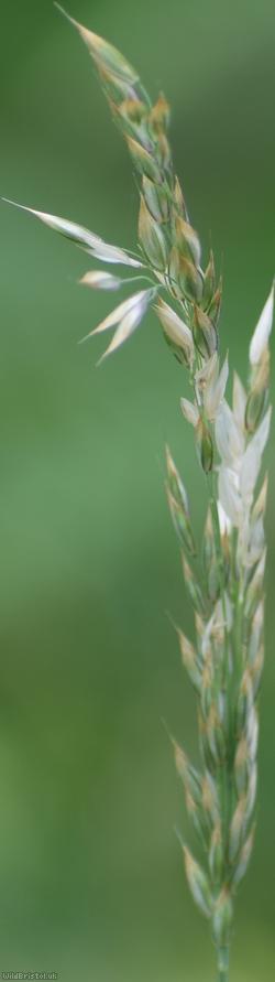 image for Creeping soft-grass