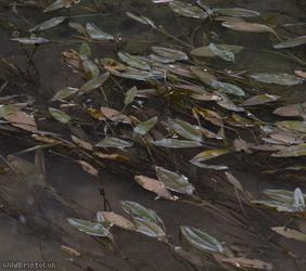 Broad-leaved Pondweed