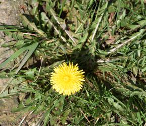 image for Hairy-ribbed Dandelion