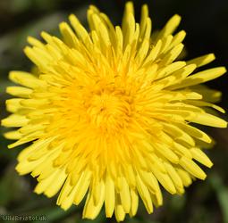 Hairy-ribbed Dandelion